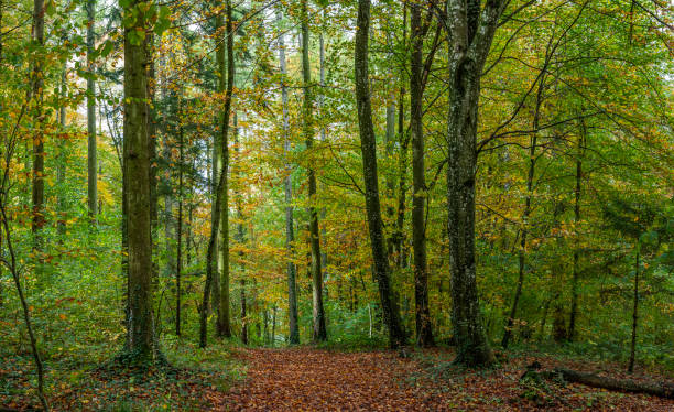 istock Autumnal road in the forest 1188960226