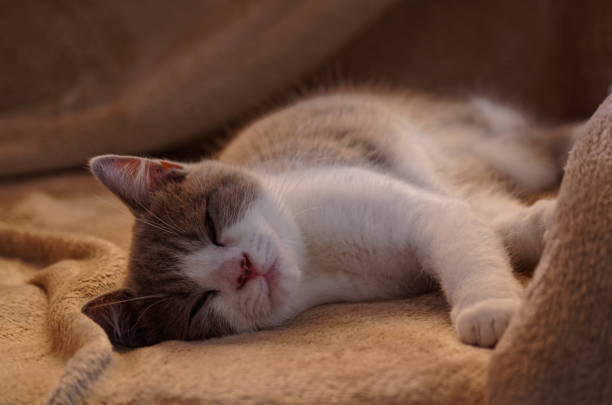 istock British shorthair cat sleeping on brown blanket 1188960245