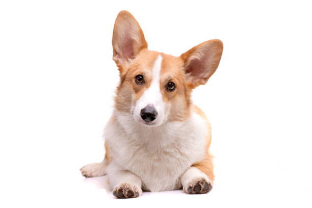 istock Studio shot of a young, adorable Corgie 1188960578