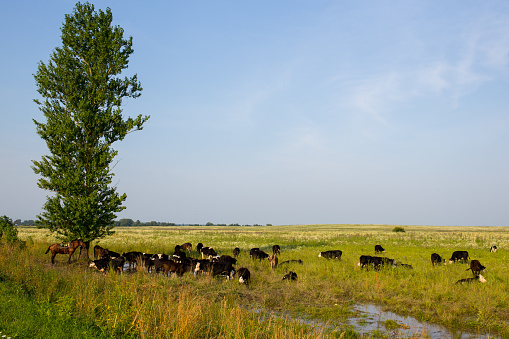 Summer landscape of the meadow on which the tree is located. In the meadow grazing herd of cows. Under the tree is a shepherd's horse. Ivanovo region, Russia.