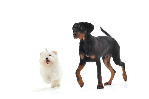 Studio shot of an adorable Maltese running with an Erdélyi kopó - isolated on white background.