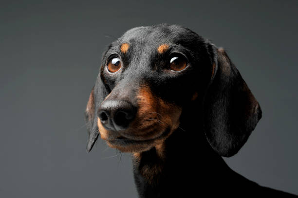istock An adorable black and tan short haired Dachshund looking curiously at the camera 1188963748