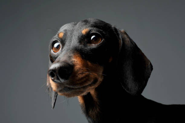 istock An adorable black and tan short haired Dachshund looking curiously 1188963751