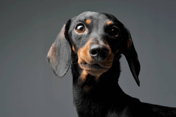 istock An adorable black and tan short haired Dachshund looking curiously at the camera 1188963754