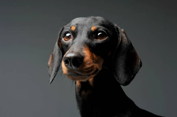 istock An adorable black and tan short haired Dachshund looking curiously at the camera 1188963761