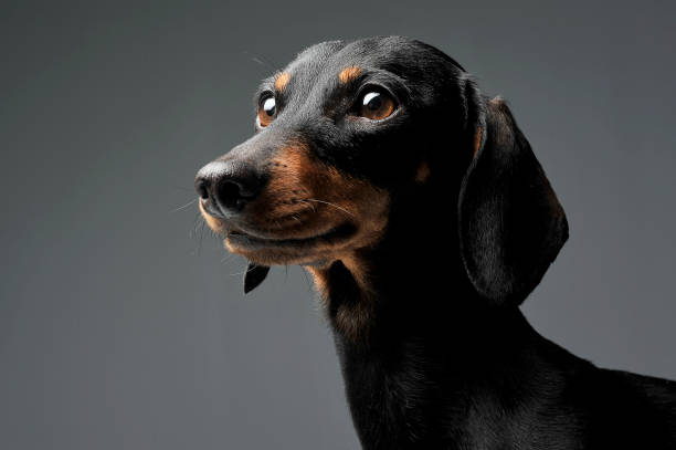 istock An adorable black and tan short haired Dachshund looking curiously 1188963766