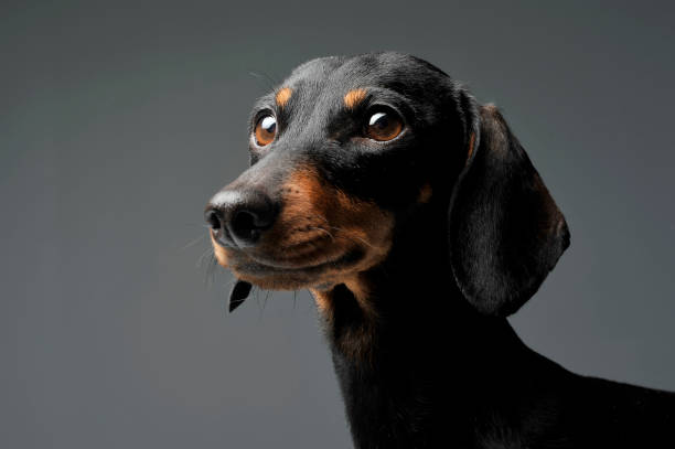 istock An adorable black and tan short haired Dachshund looking curiously 1188963777