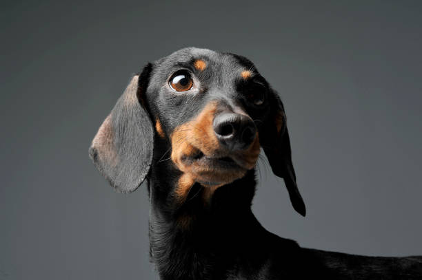 istock An adorable black and tan short haired Dachshund looking curiously 1188963788