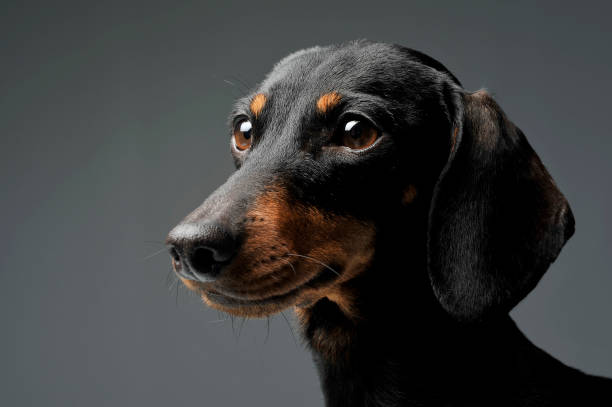 istock An adorable black and tan short haired Dachshund looking curiously 1188963789