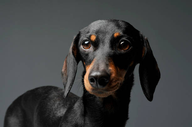 istock An adorable black and tan short haired Dachshund looking curiously at the camera 1188963814