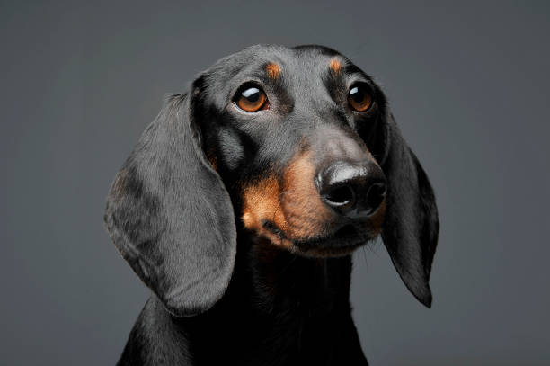 istock An adorable black and tan short haired Dachshund looking curiously 1188963847