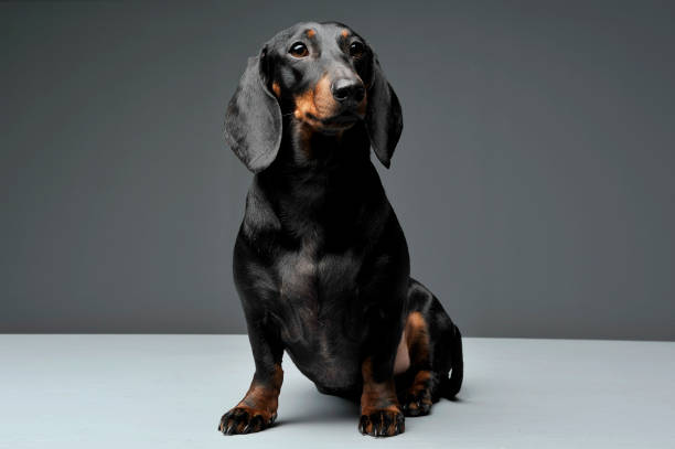 istock An adorable black and tan short haired Dachshund sitting and looking curiously 1188963851