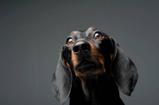 istock An adorable black and tan short haired Dachshund looking curiously at the camera 1188963853
