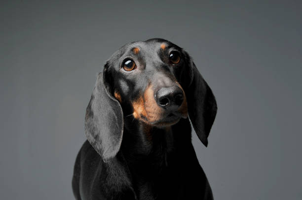 istock An adorable black and tan short haired Dachshund looking curiously at the camera 1188963858