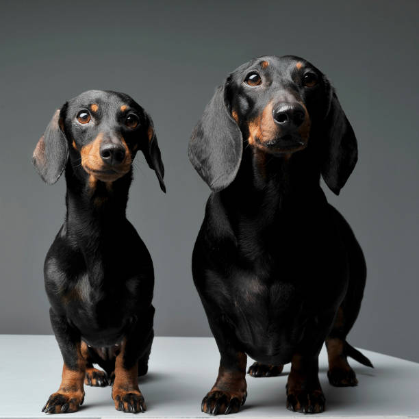 istock Two adorable black and tan short haired Dachshund looking curiously at the camera 1188963862
