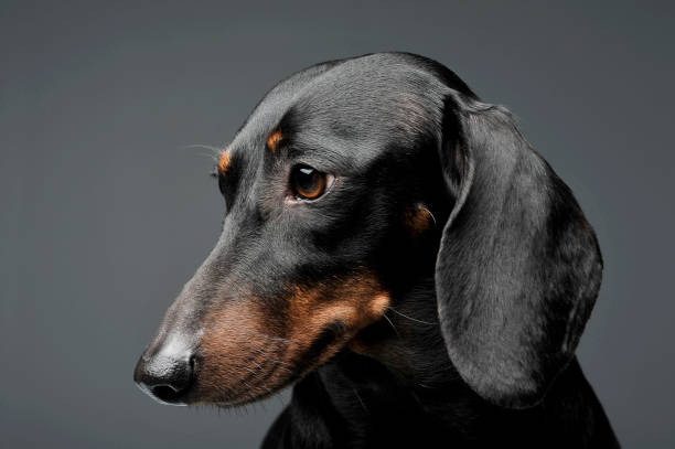 istock An adorable black and tan short haired Dachshund looking  down sadly 1188963864