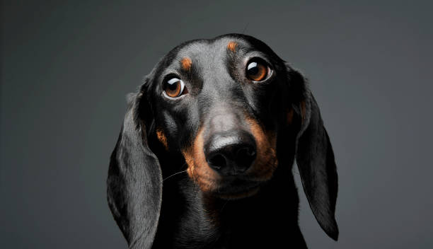 An adorable black and tan short haired Dachshund looking sadly