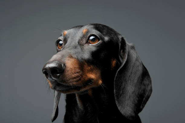 istock An adorable black and tan short haired Dachshund looking curiously 1188963868