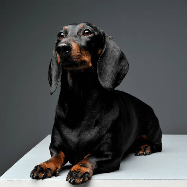 istock An adorable black and tan short haired Dachshund lying and looking curiously at the camera 1188963881