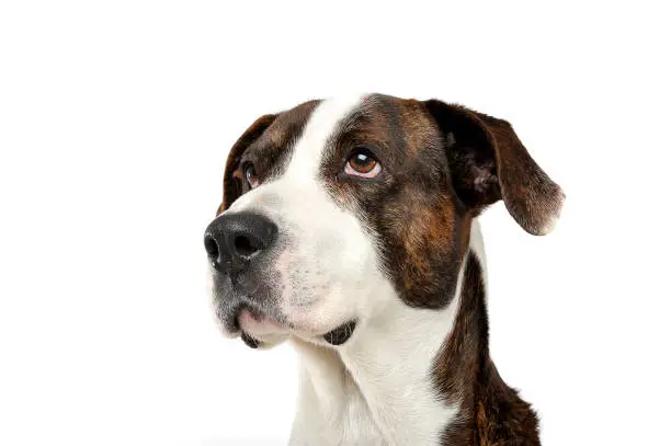 Photo of Portrait of an adorable mixed breed dog looking up curiously