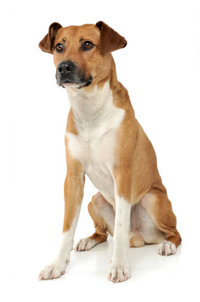 istock An adorable mixed breed dog sitting on white background 1188963940