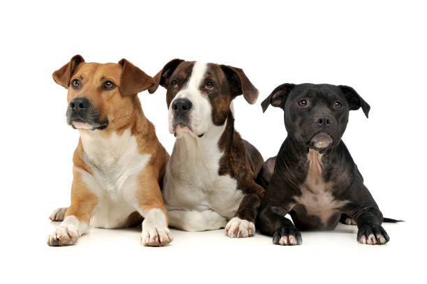 istock Studio shot of three adorable mixed breed dog looking curiously 1188963997