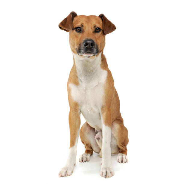 istock An adorable mixed breed dog sitting on white background 1188964035