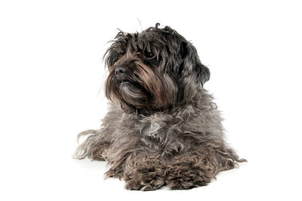istock An adorable mixed breed dog lying on white background 1188964067