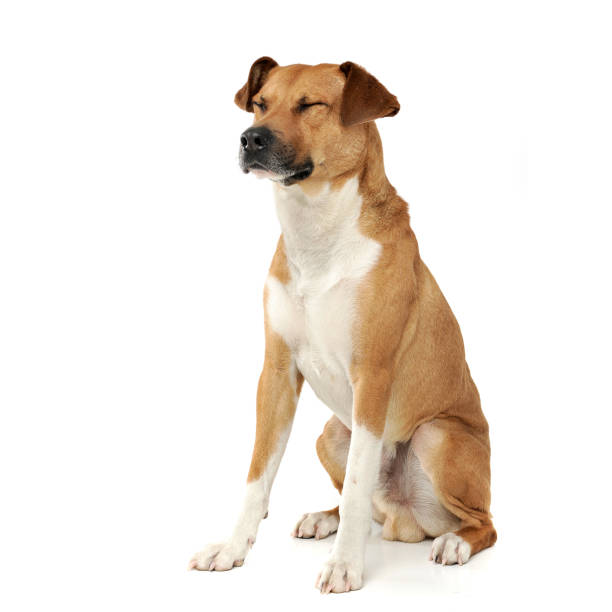 istock An adorable mixed breed dog sitting with closed eyes 1188964149