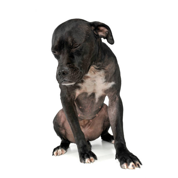 istock An adorable mixed breed dog sitting with closed eyes 1188964151