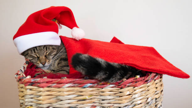 cat sleeping in a basket with red santa claus hat and tucked in a red blanket. - animal domestic cat basket kitten imagens e fotografias de stock