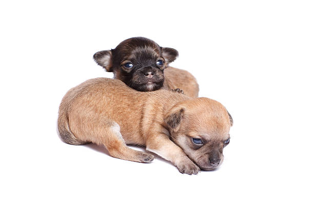 istock two chihuahua puppy 118896516
