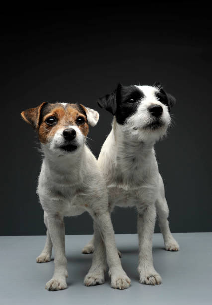 istock Two adorable Parson Russell Terrier looking curiously at the camera 1188965613