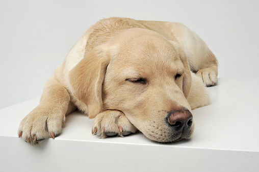 Studio shot of an adorable Labrador Retriever puppy sleeping on white background.