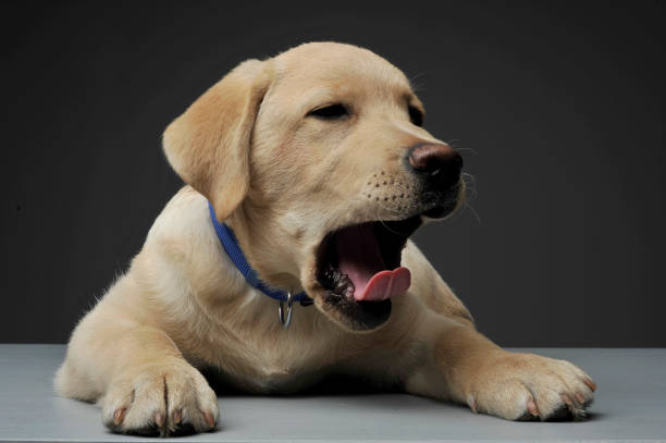 istock An adorable Labrador Retriever puppy yawning on grey background 1188965697