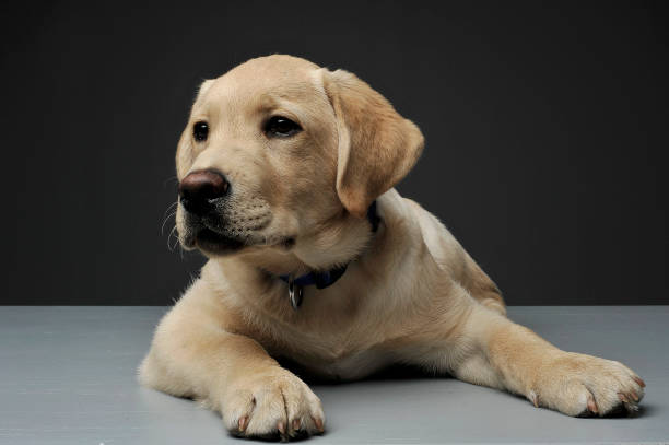 istock An adorable Labrador Retriever puppy lying on grey background 1188965746