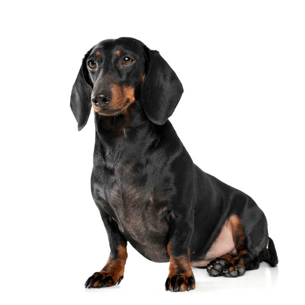 istock An adorable short haired Dachshund sitting on white background 1188965762