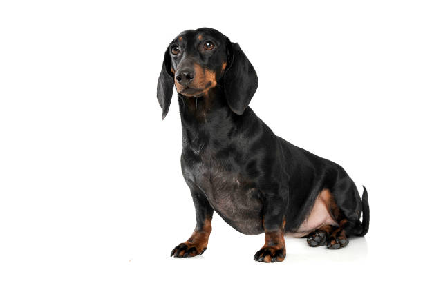 istock An adorable short haired Dachshund looking curiously at the camera 1188965764