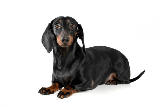 istock An adorable short haired Dachshund looking curiously at the camera 1188965772