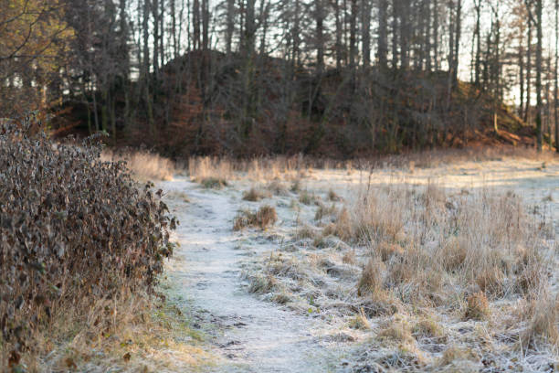 A frosted footpath is winding through a frosted meadow in winter in Bergen, Norway, near the Fantoft stave church. In the background is a forest of bare naked beech trees.