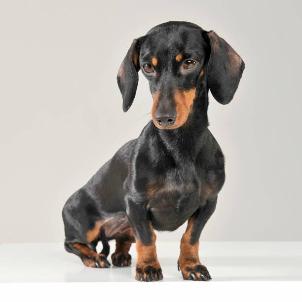 istock Studio shot of an adorable short haired Dachshund looking sad 1188965780