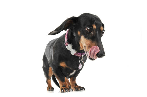 istock Studio shot of an adorable short haired Dachshund licking her lips 1188965784