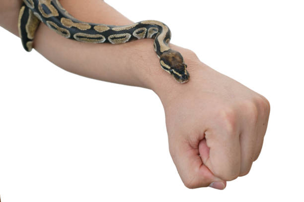 istock The image of the royal or ball python on the hand of man 1188965819