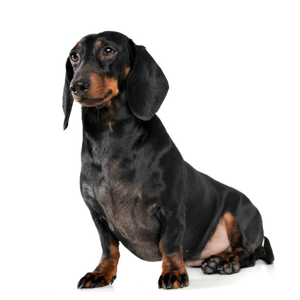 istock An adorable short haired Dachshund sitting on white background 1188965833