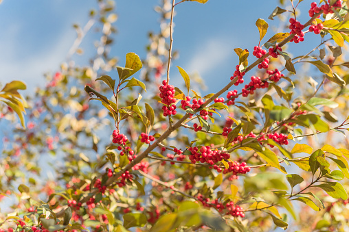 Ilex Decidua (or winter berry, Possum Haw, Deciduous Holly) red fruits on large shrub small tree under cloud blue sky. Blaze of color in the fall in Dallas, Texas.