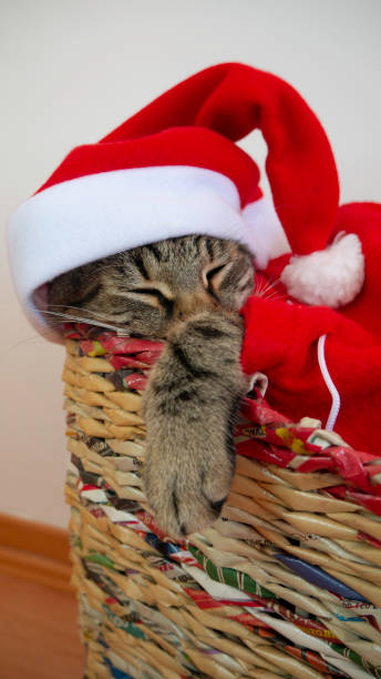 christmas cat sleeping in a basket. - animal domestic cat basket kitten imagens e fotografias de stock