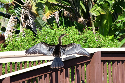 Birds in the Everglades