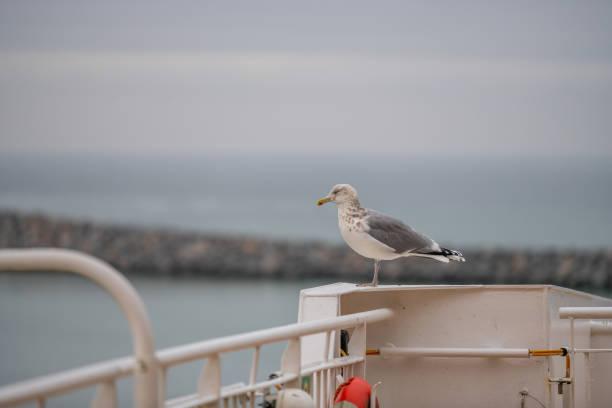 Big seagull stand on ship bow of wooden boat at small harbor background (copy space)