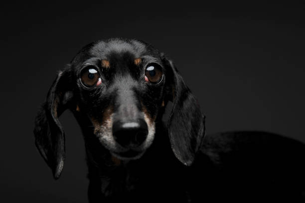 istock An adorable short haired Dachshund looking curiously at the camera 1188966888