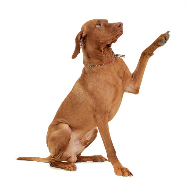 istock An adorable magyar vizsla waving his font paws 1188966954